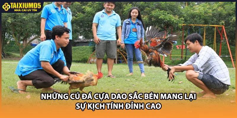 Những cú đá cựa dao sắc bén mang lại sự kịch tính đỉnh cao