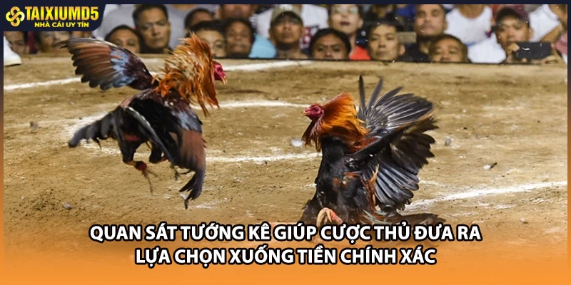 Quan sát tướng kê giúp cược thủ đưa ra lựa chọn xuống tiền chính xác